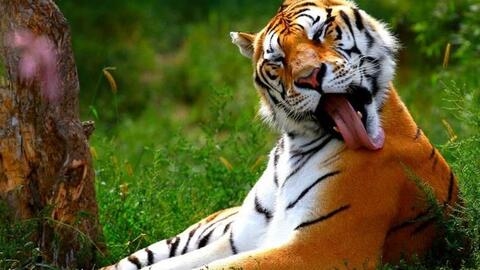 属虎女性的最佳婚配，生肖马、狗、猪，寅虎与亥猪的六合，宜找属猪配偶；其次是午马戌狗的组合为上等婚配。避免与申猴相冲及巳蛇构成三刑的组合。插图