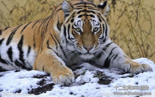 属虎人2021下半年运势解析插图