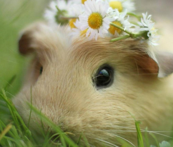 鼠和什么生肖最配（08年鼠和什么生肖最配）插图