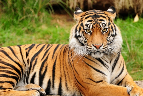 猛虎下山与生肖，虎、猴的象征解读插图