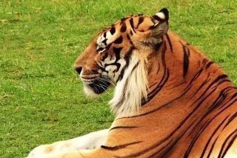 属虎2022年运势及运程。插图