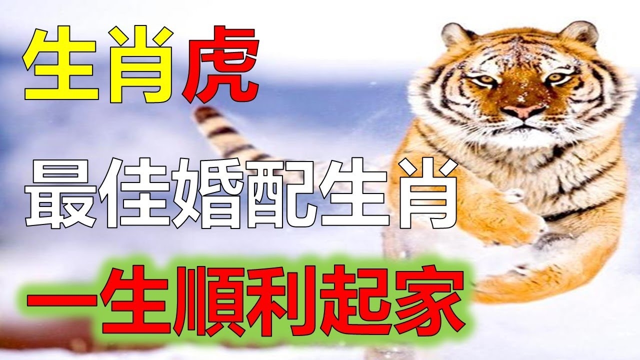 属虎男最佳婚配解析插图