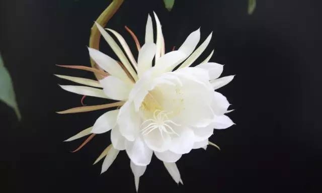 昙花一现的最佳生肖，龙，神秘且短暂如花的出现。插图