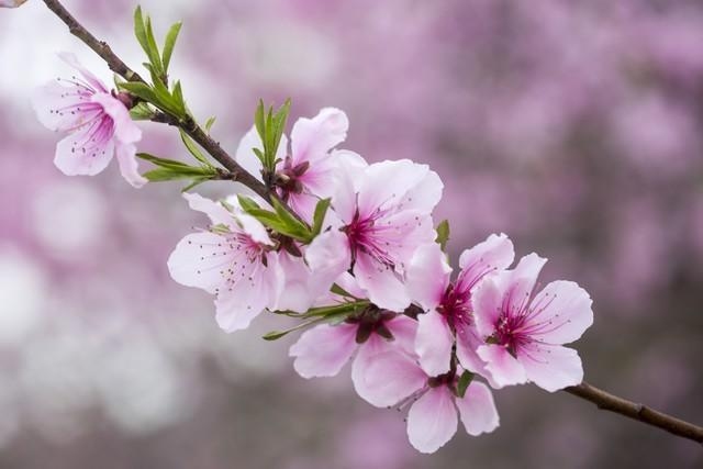 桃花运测试，你的爱情运势如何？插图