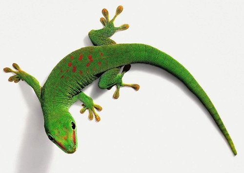 壁虎在家中的寓意与征兆。插图 壁虎在家中的寓意与征兆。插图