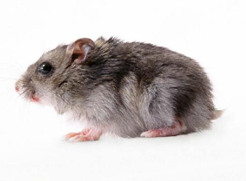 孤家寡人打一生肖，答案是鼠。插图