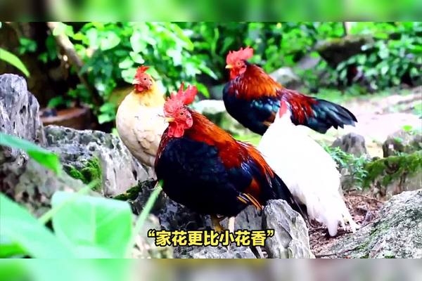 小家碧玉生肖鸡插图