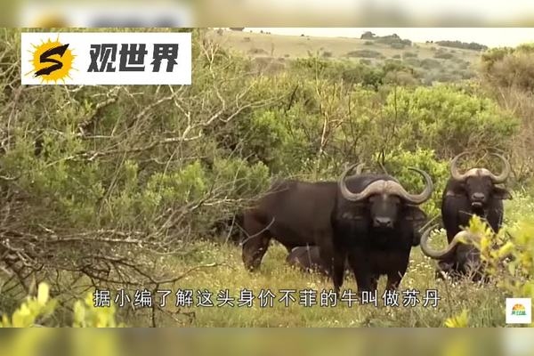 小康人家最佳生肖动物答案，牛。，直接明了，突出了小康人家与牛这一生肖动物的关联性，简洁而富有意义。插图