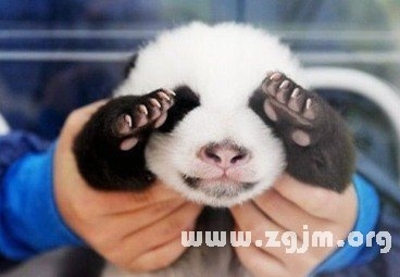 C开头的英文名女孩精选插图