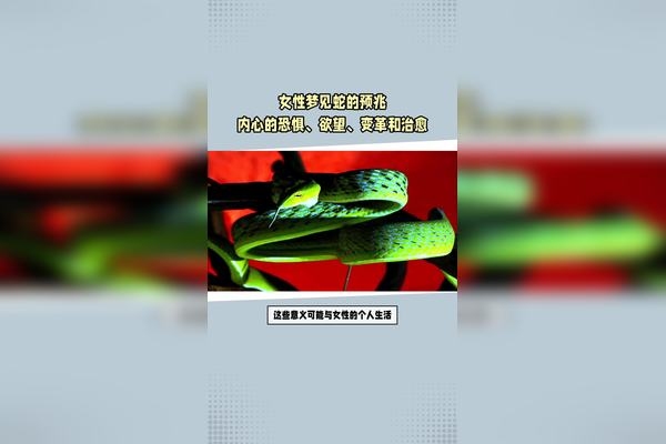 蛇梦解析，女性梦见蛇寓意吉凶插图