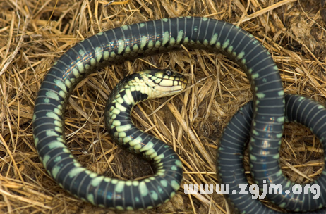 蛇梦解析，多条蛇预示吉凶不一插图