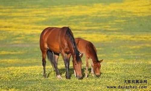 属马人2020年下半年运势及运程插图 属马人2020年下半年运势及运程插图