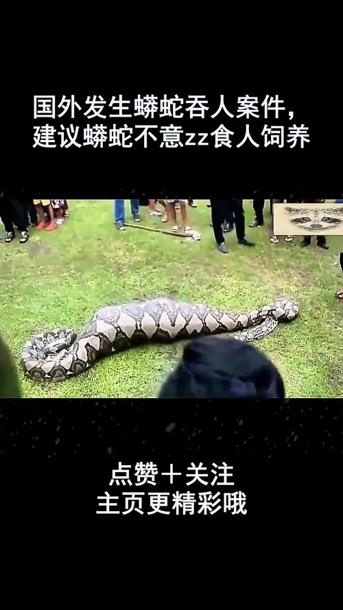 蛇梦杀大蟒插图