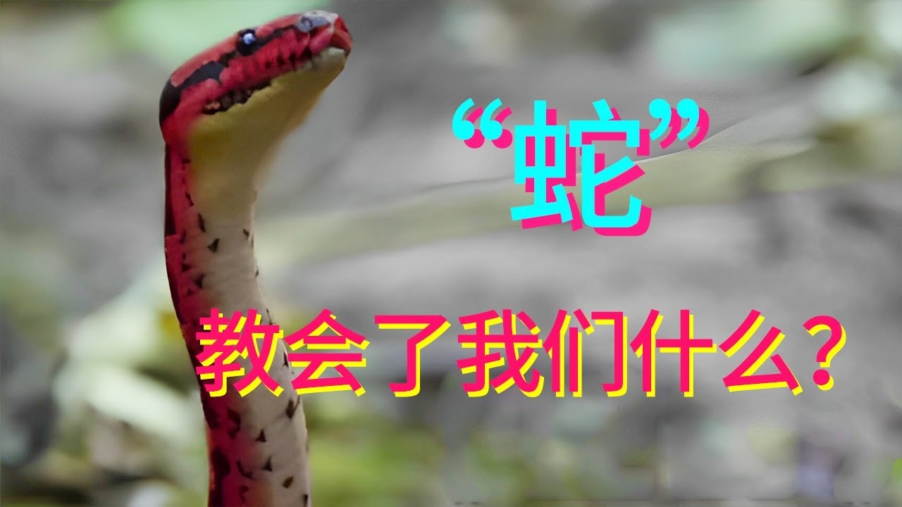 鼠目寸光，蛇的眼光。插图