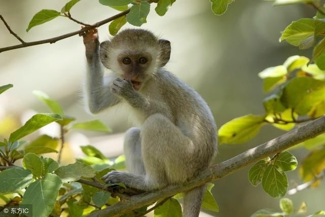 聪明伶俐生肖猴插图