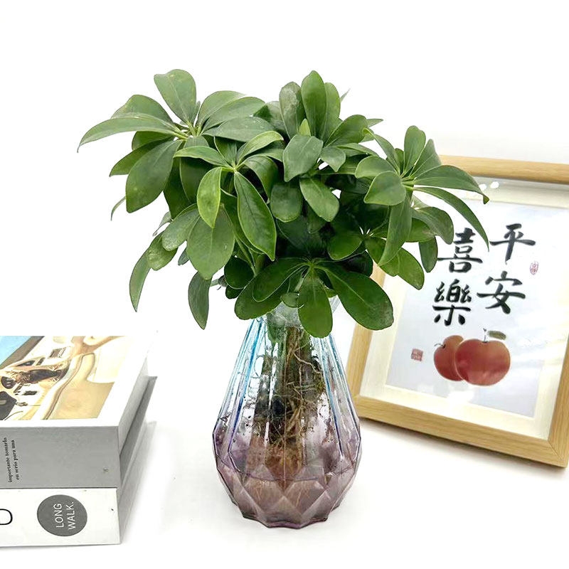 室内风水学，布局与绿植选择指南，家居风水详解，涵盖方位、环境选择与装修要点插图