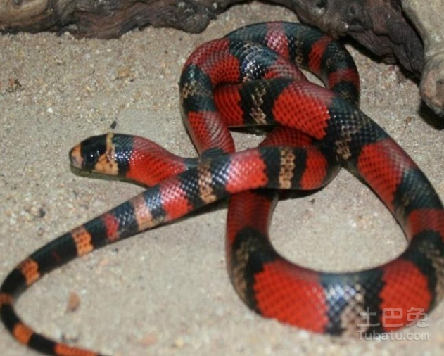 蛇年运势预测2013，属蛇人本命年运程分析插图