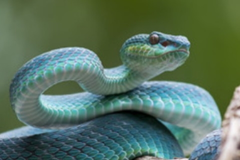 蛇年运势难预测，属蛇人2024年挑战与应对插图