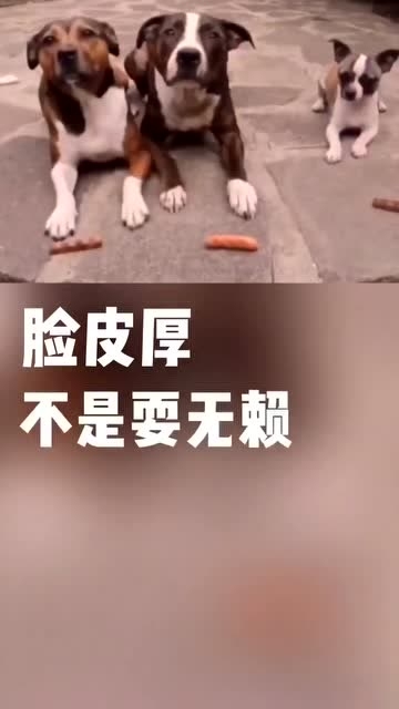 厚皮老脸指的是生肖狗。插图 厚皮老脸指的是生肖狗。插图