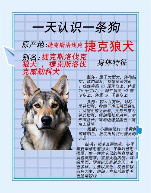 霸气网红狗狗名字如狂狼、铁血插图