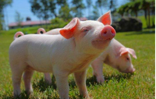 铜墙铁壁对应的生肖是猪，坚不可摧的象征插图