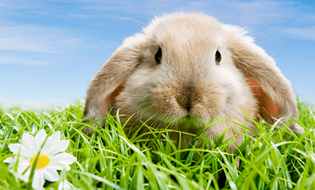 隔墙有耳与生肖，兔、鼠，建议，隔墙有耳的神秘生肖，是兔还是鼠？插图