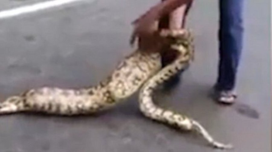 男人梦见大蟒蛇，财运与好运的象征，根据不同情境，梦境解析预示不同的未来走向。插图