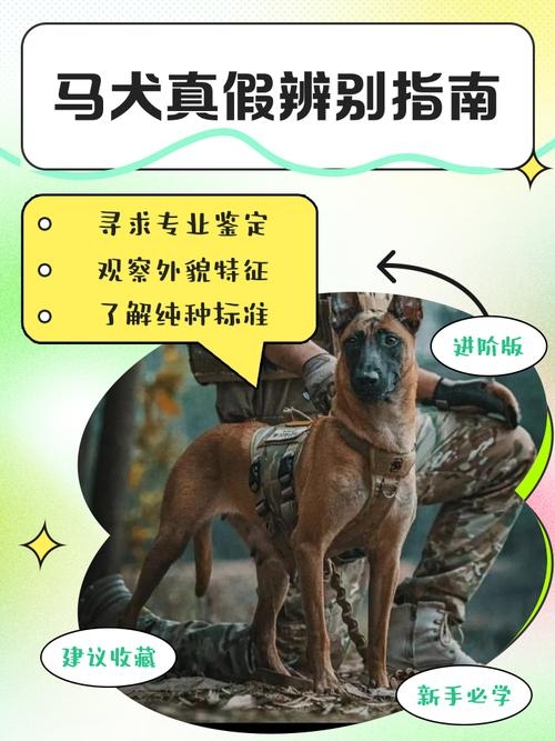 盲人瞎马背后的生肖之谜——狗？插图