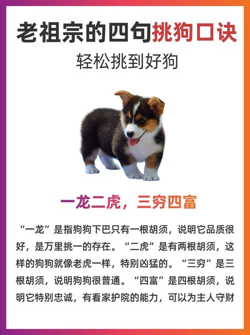 俯首称臣的生肖，狗与龙的解读插图