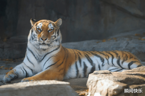 挺身而出生肖虎插图 挺身而出生肖虎插图