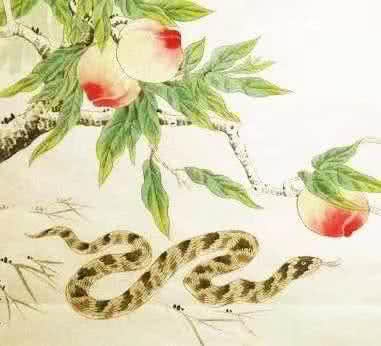 束手无策的生肖是蛇。插图