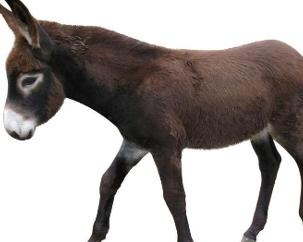 驴生戟角指的是生肖马，比喻不可能的事。插图