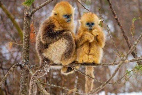 惊天动地与生肖猴插图