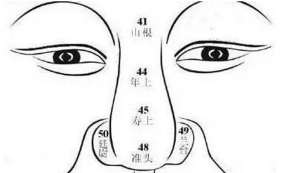 鼻头大面相解析插图