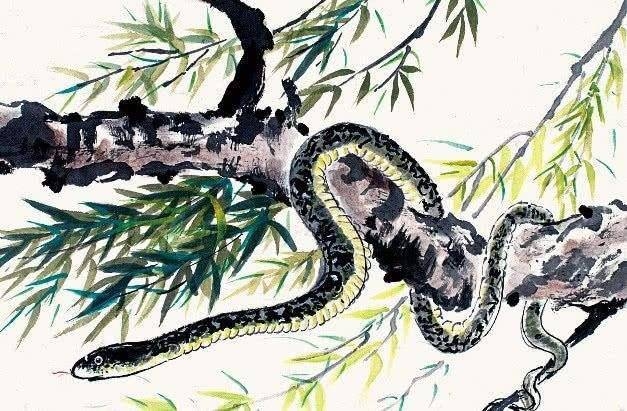 摇头摆尾生肖蛇插图