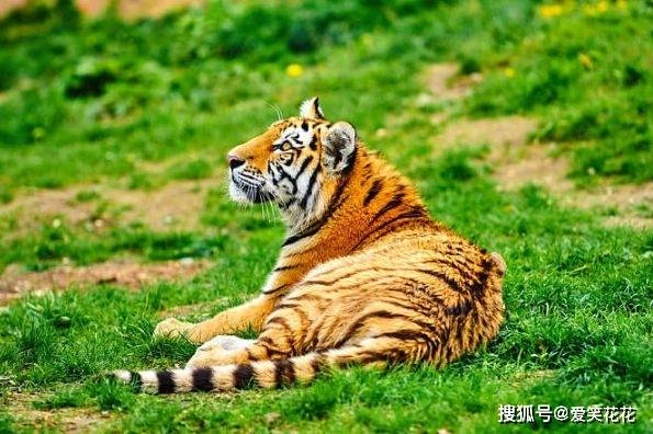 野外风光最佳生肖虎插图