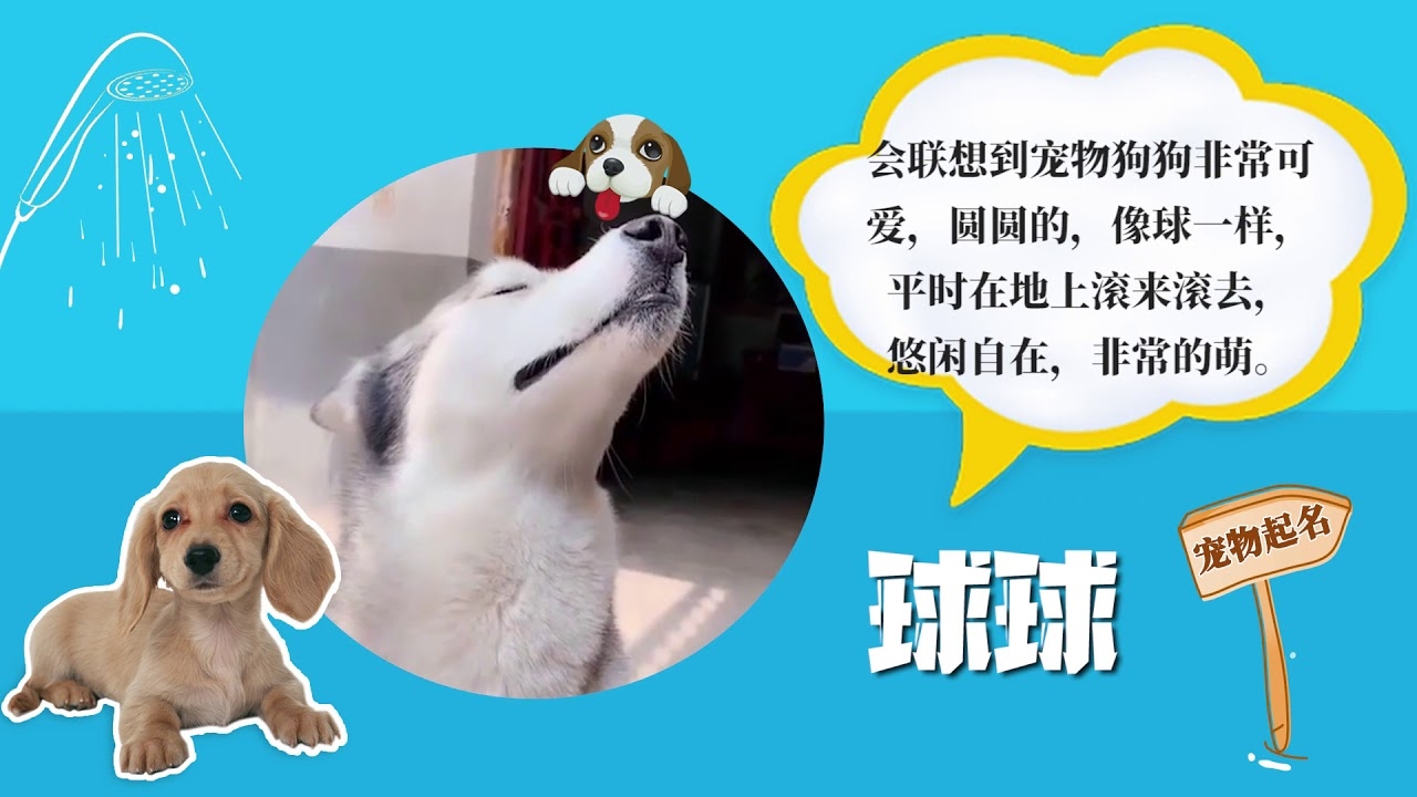 宠物可爱名字大全插图