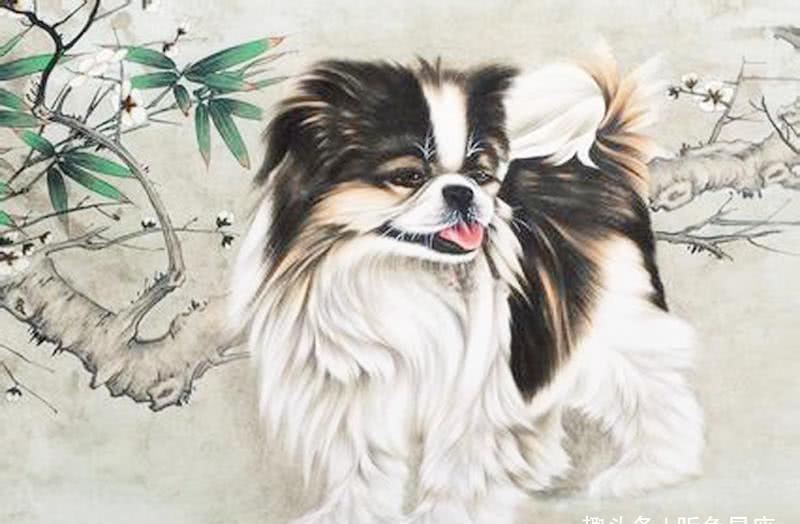 宠物狗名字精选，卡尔、萌宠福星、金鑫旺财等独特又好听的名字插图