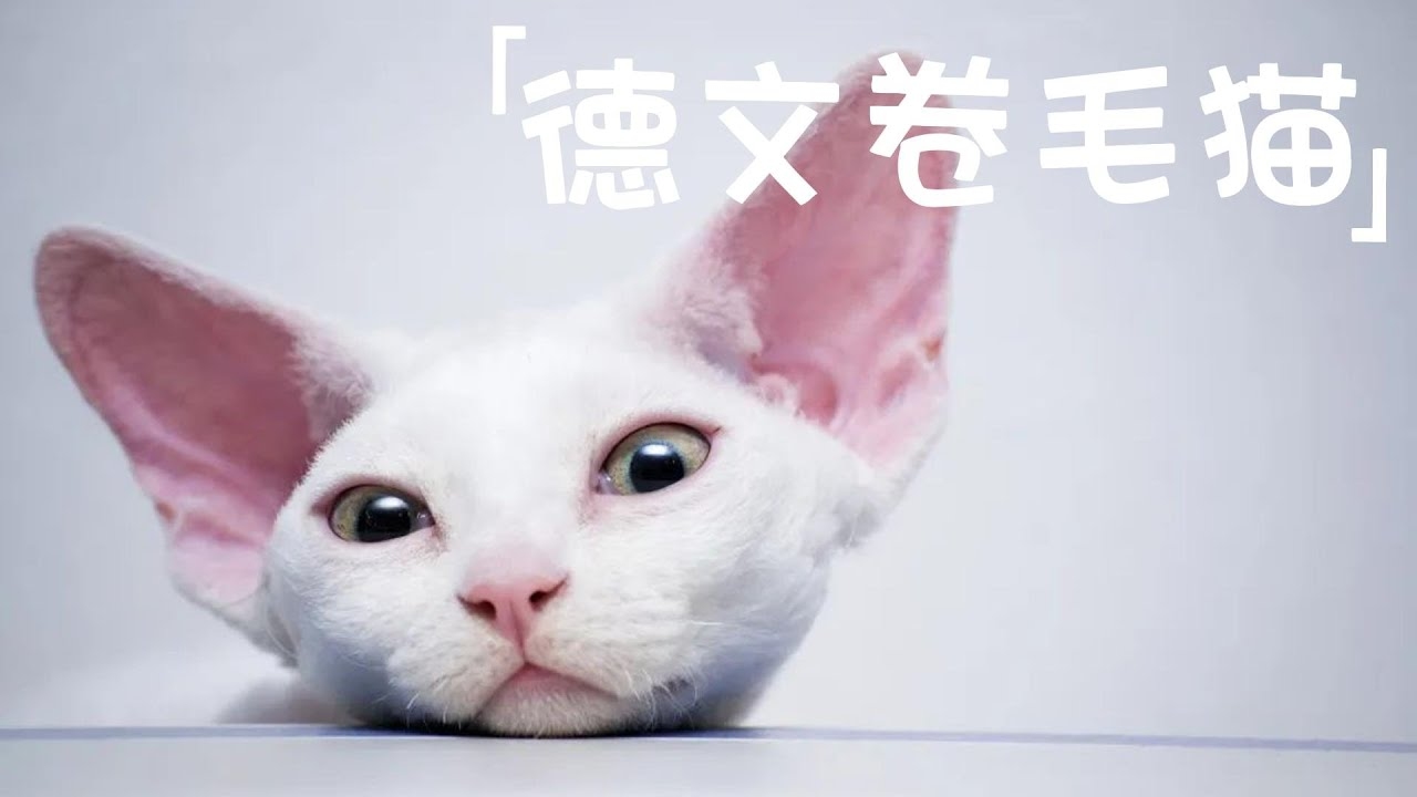 德文卷毛猫洋气名字	皮皮插图