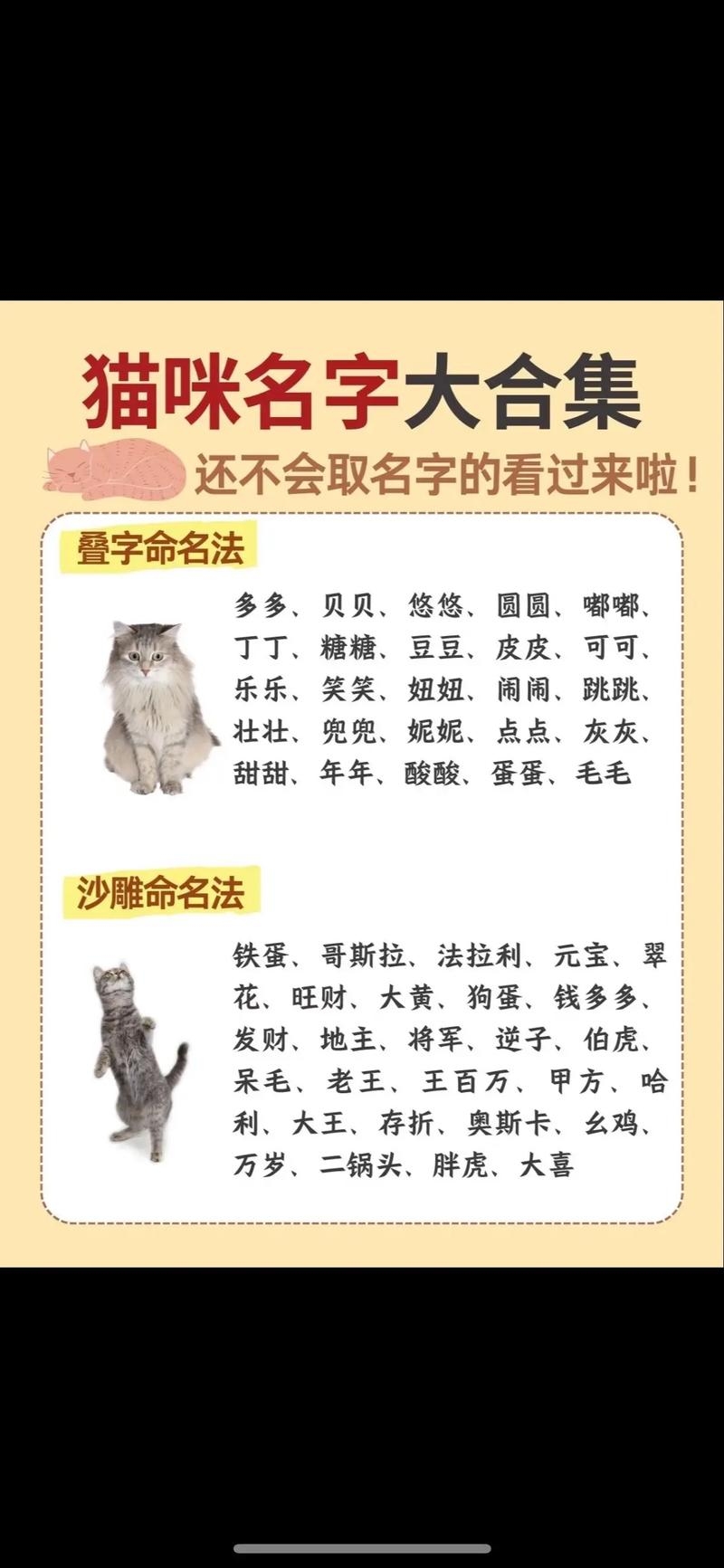 宠物猫名字灵感,霸气招财+独特可爱,这些猫咪的名字,听起来就让人期待它们未来的成就!插图 宠物猫名字灵感,霸气招财+独特可爱,这些猫咪的名字,听起来就让人期待它们未来的成就!插图