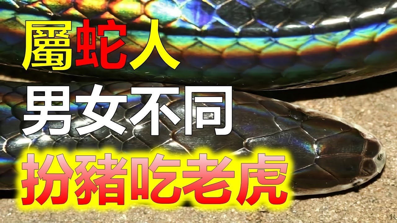 贪婪成性的生肖是蛇。插图