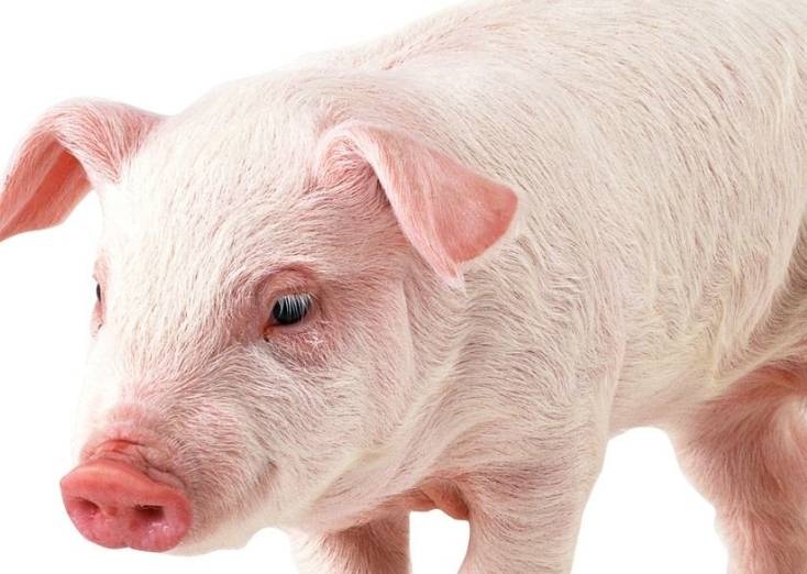 贪婪成性的生肖是猪还是蛇？揭秘背后的文化象征与习性原因。插图