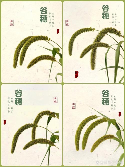 谷穗的拼音与意义插图