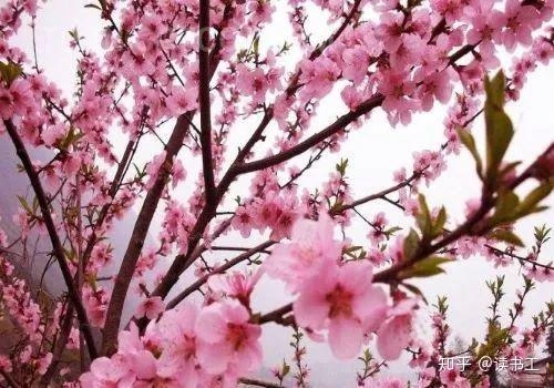 阴桃花解析与化解。插图