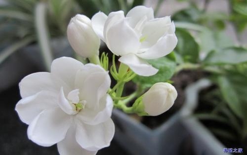 茉莉花女生英文名及寓意插图