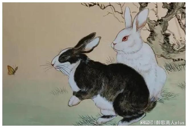 揭秘黑兔年背后的含义与禁忌，为何称癸卯年为水兔或黑兔？插图