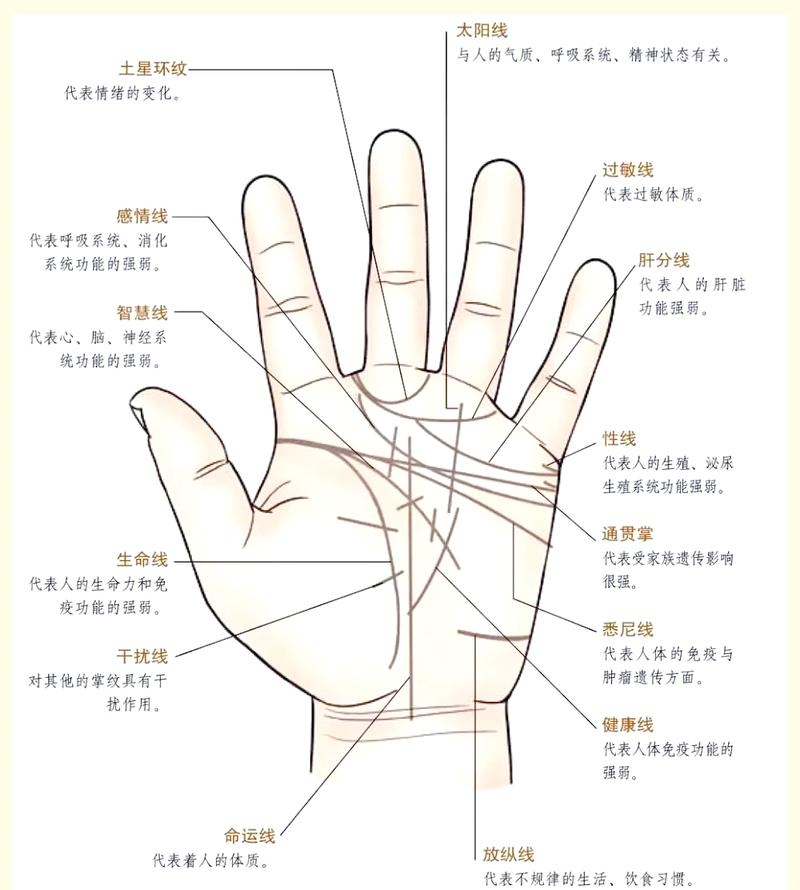 掌纹解析，川字纹的双手命运与手相算命揭秘插图