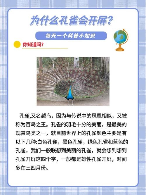 孔雀开屏网络用语含义插图