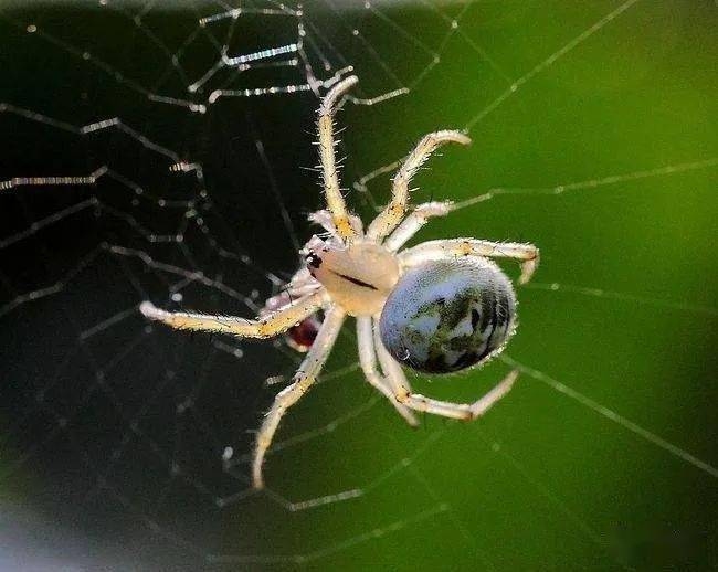 蜘蛛梦解析，预示好运与挑战插图