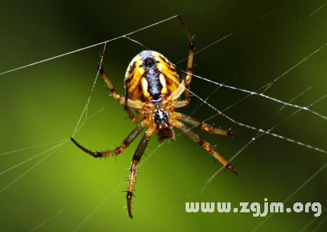 蜘蛛梦境解析，多重预兆与象征意义探究插图